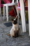 ペルシャ猫・イダーニャヴェリア　in portugal