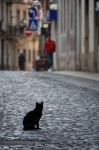 黒猫・リスボン　in portugal