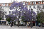 ロシオ広場のジャカランダ・リスボン　in portugal