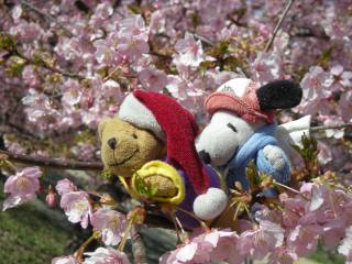 春の桜とポー君