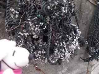 �|�[�N�P�T